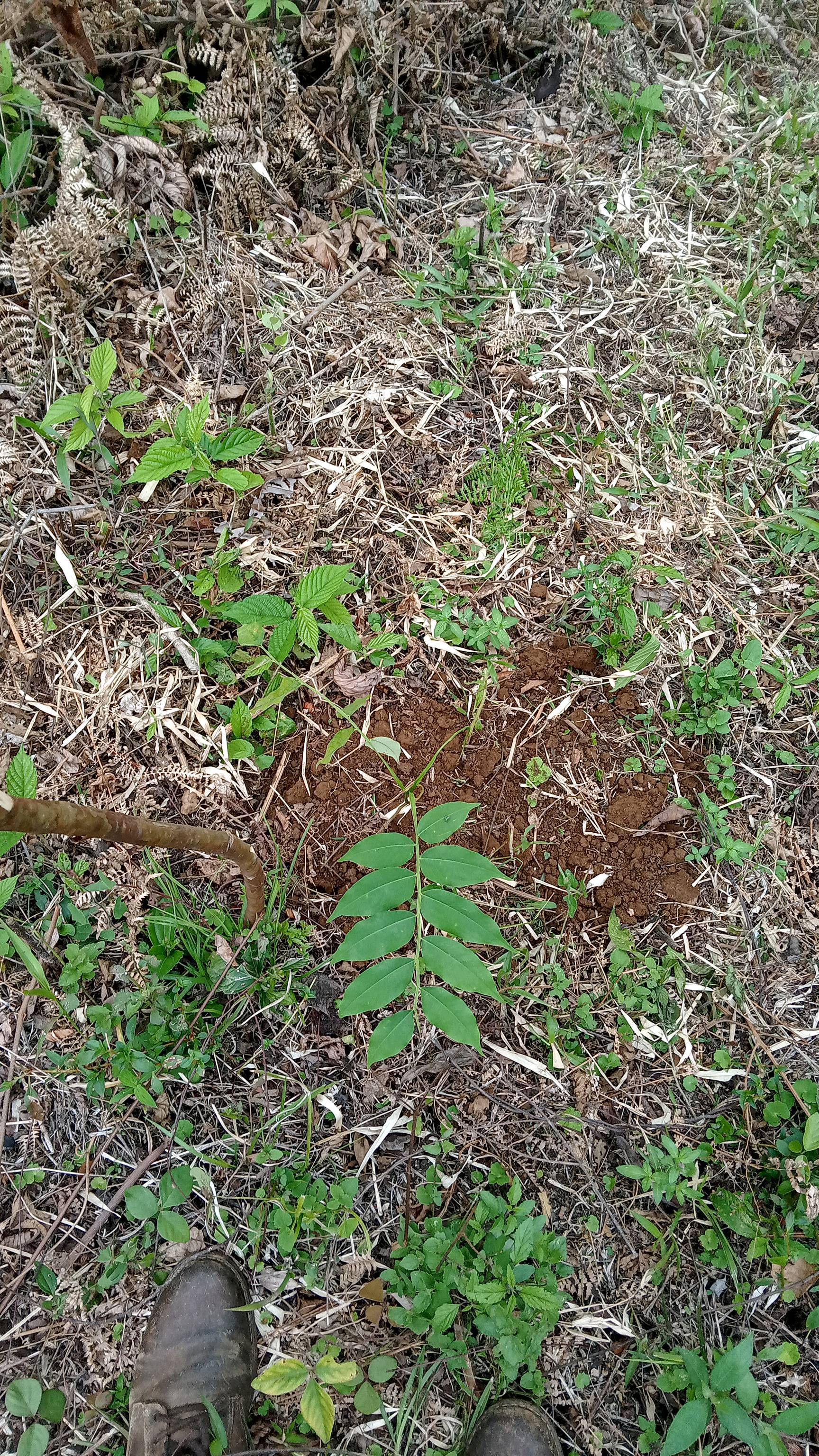 tree