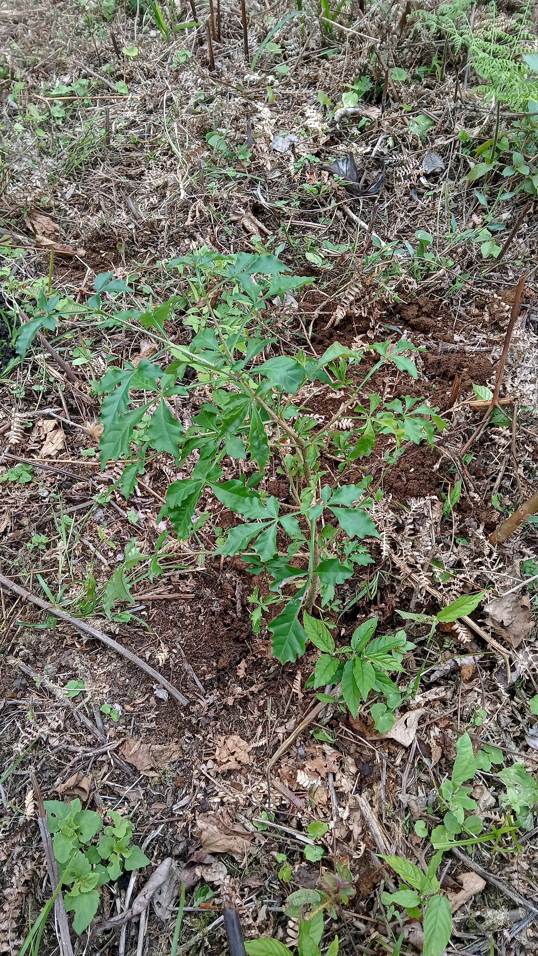 tree