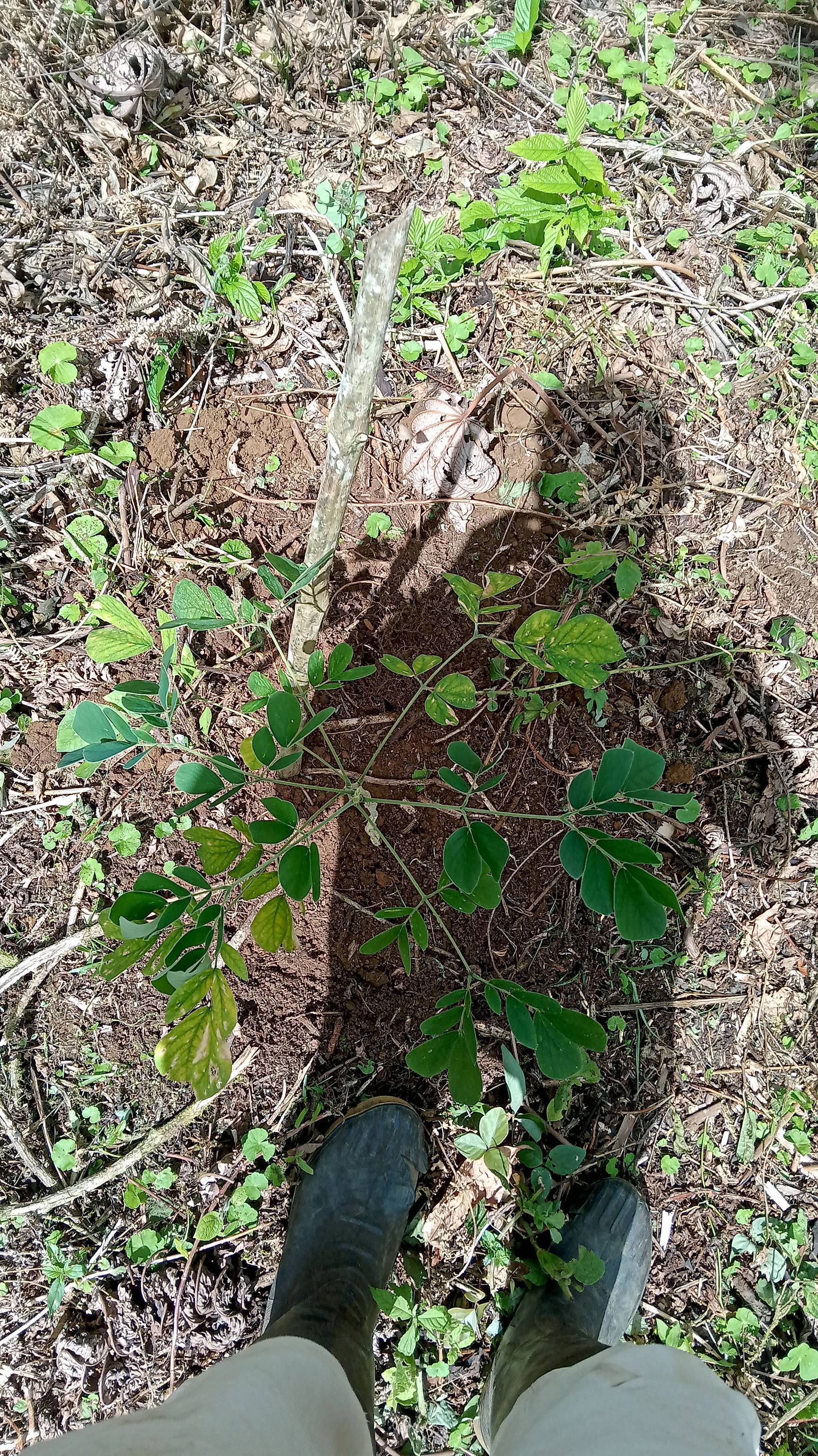 tree