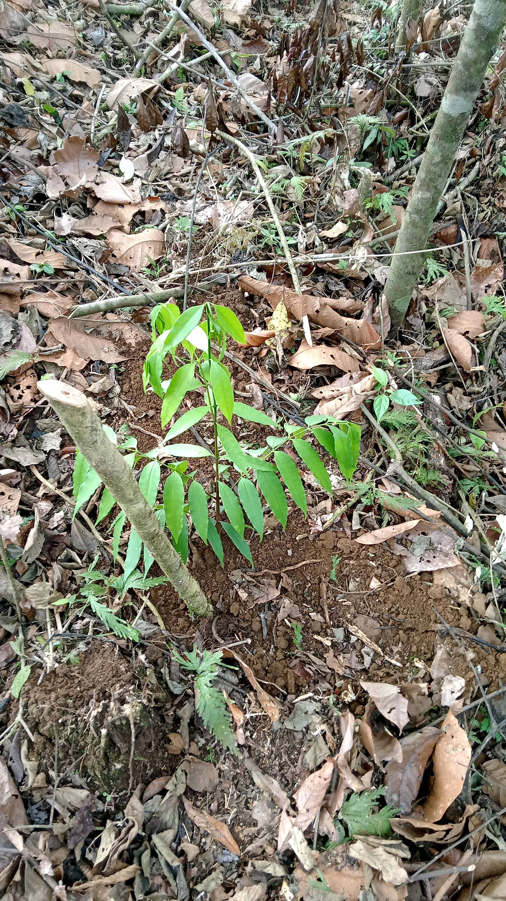tree