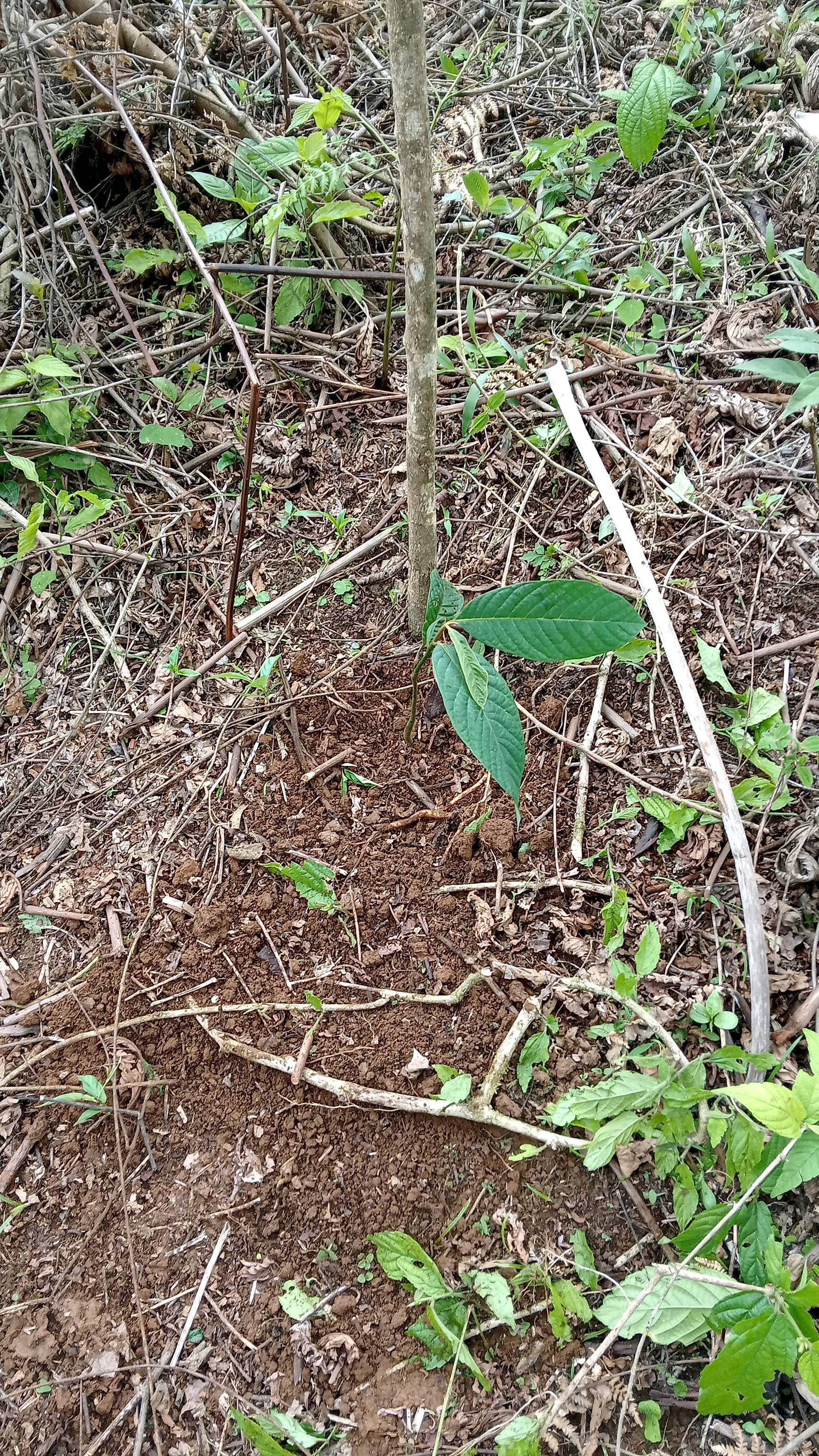 tree