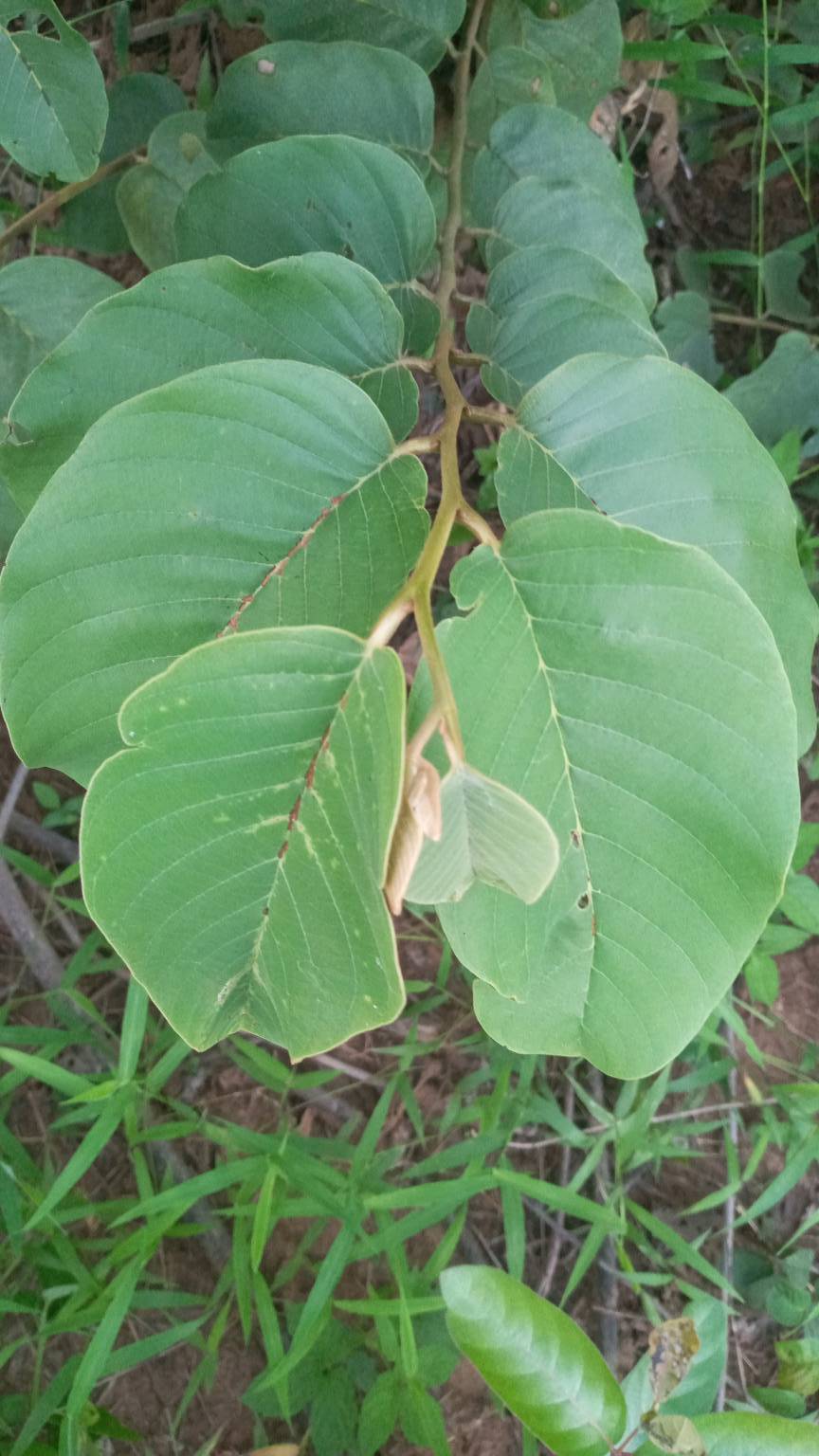 tree