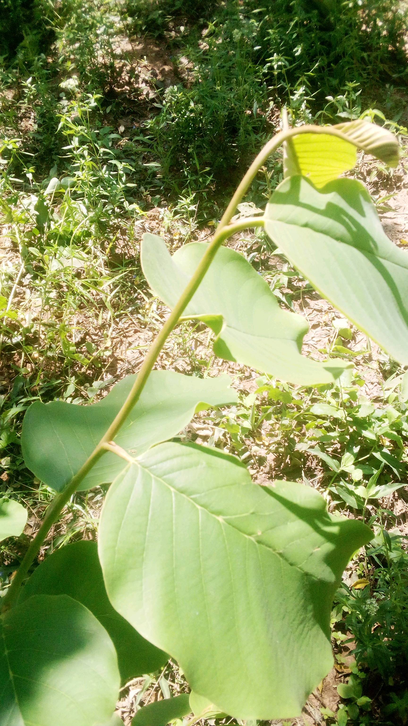 tree