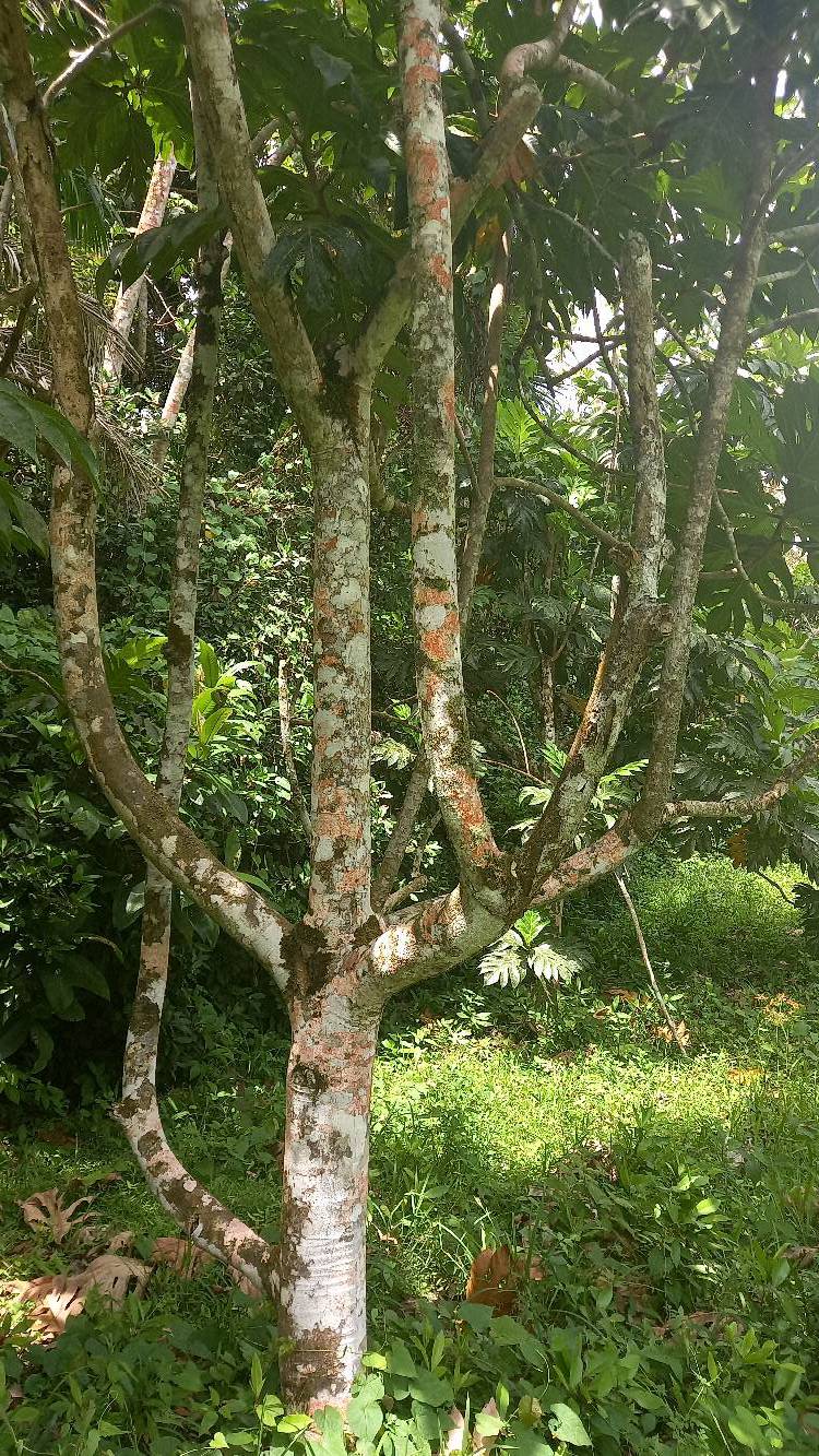 tree
