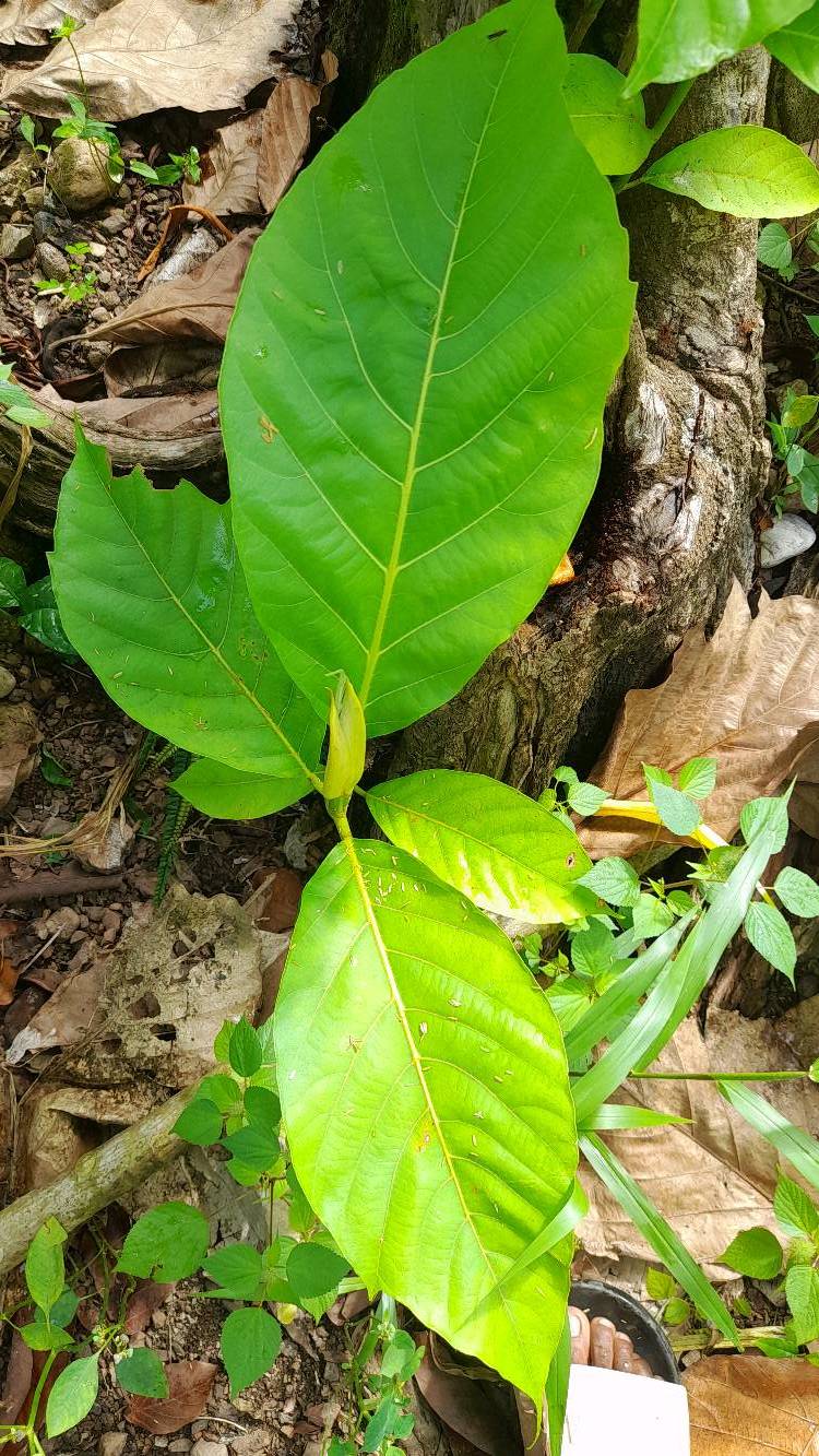 tree