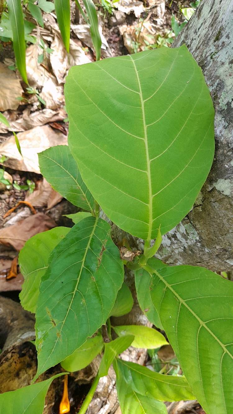 tree