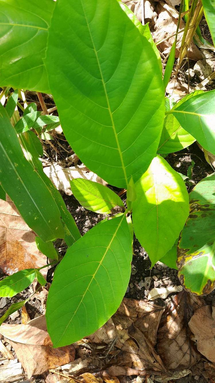 tree