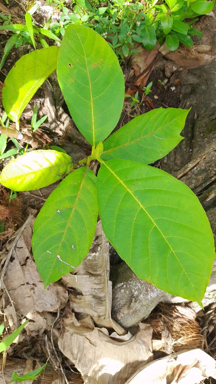 tree