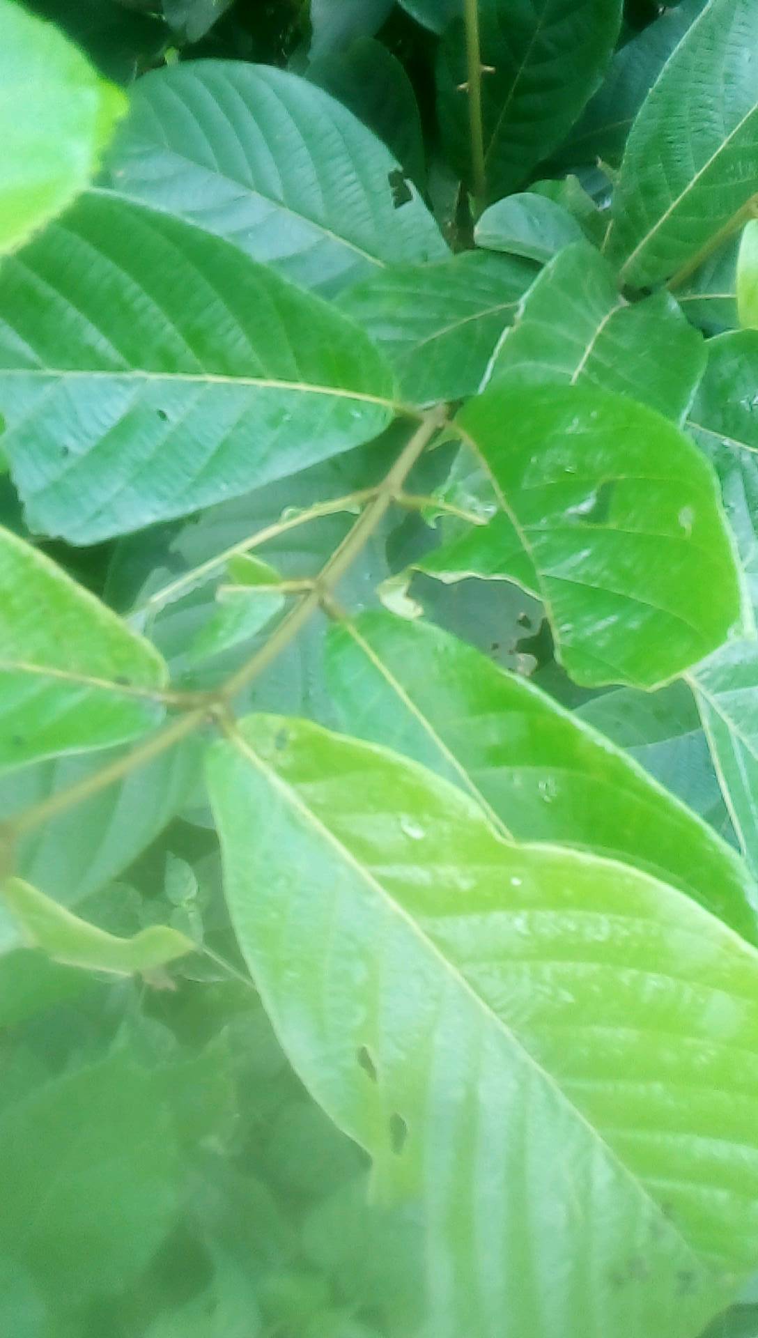 tree