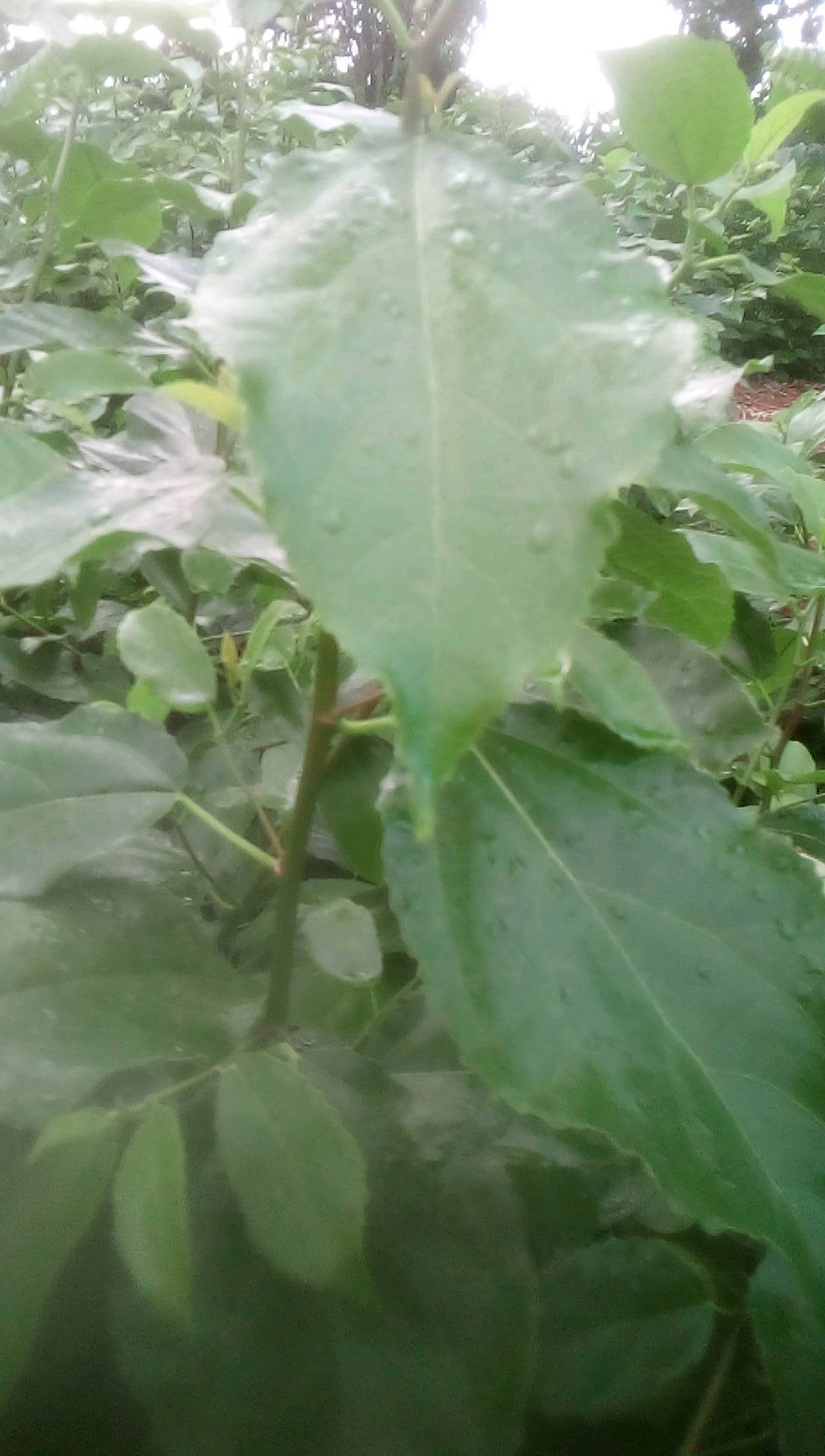 tree