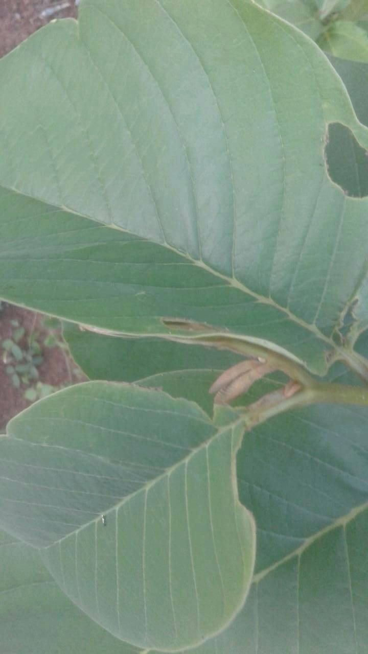 tree