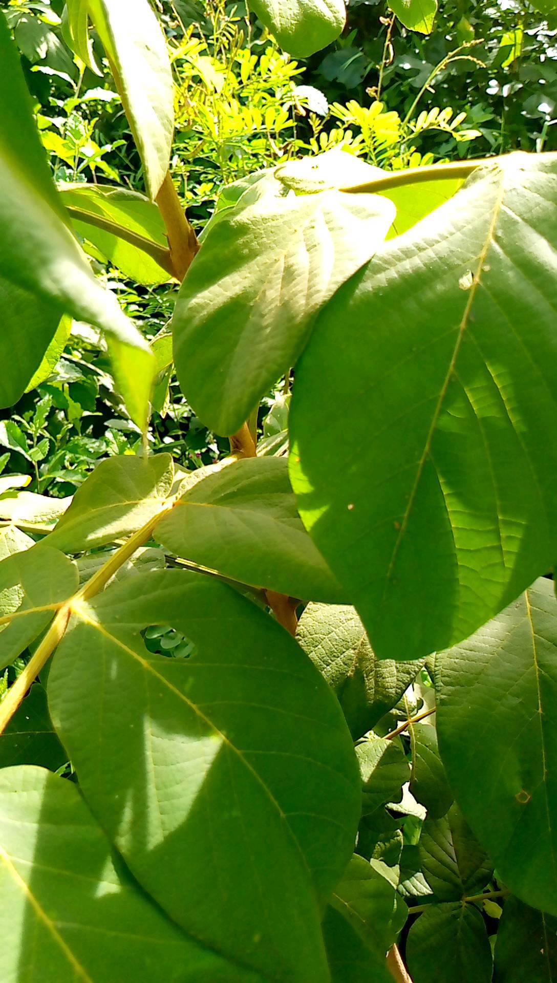tree