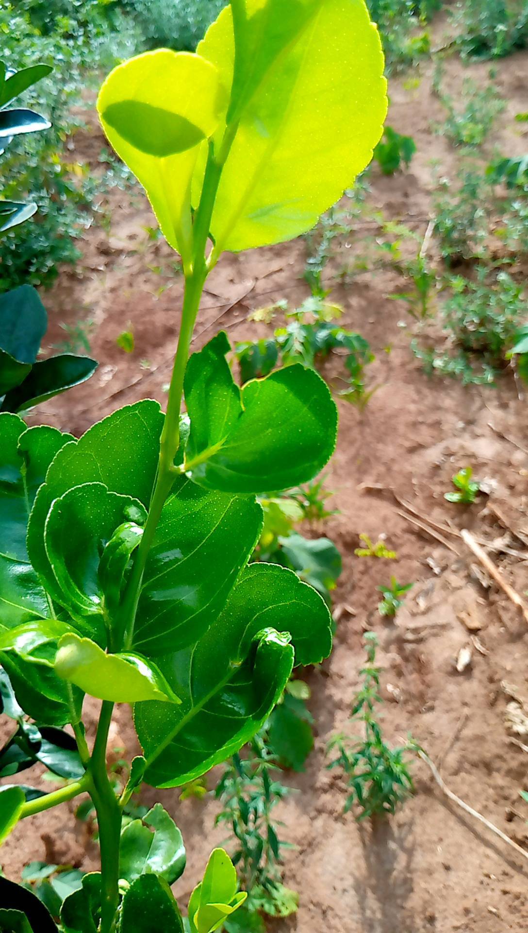 tree