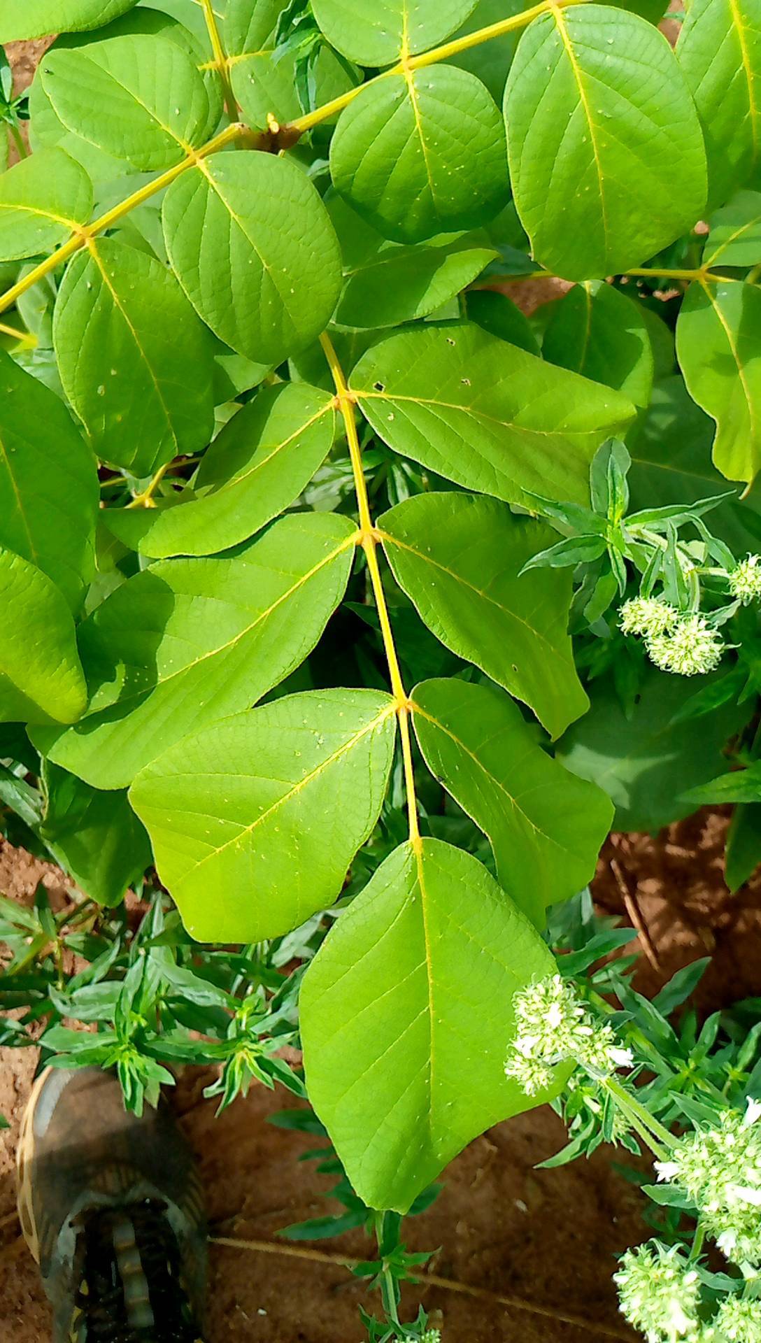 tree