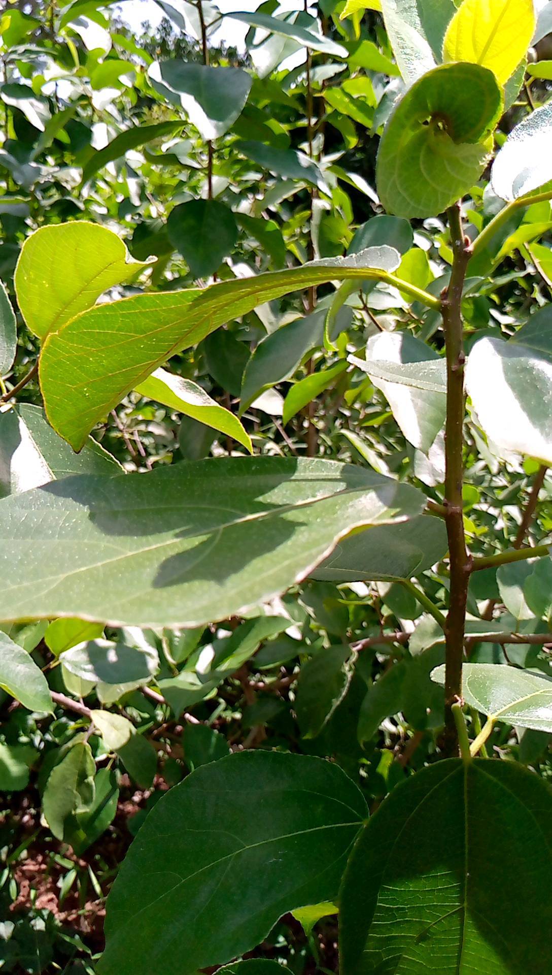 tree