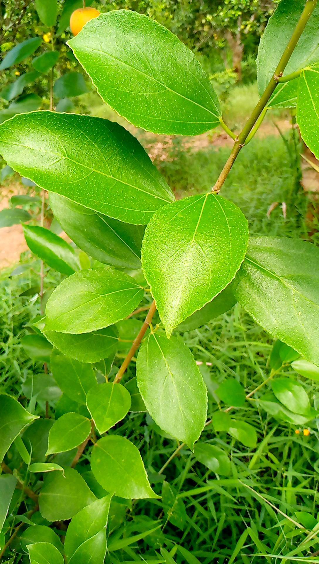 tree