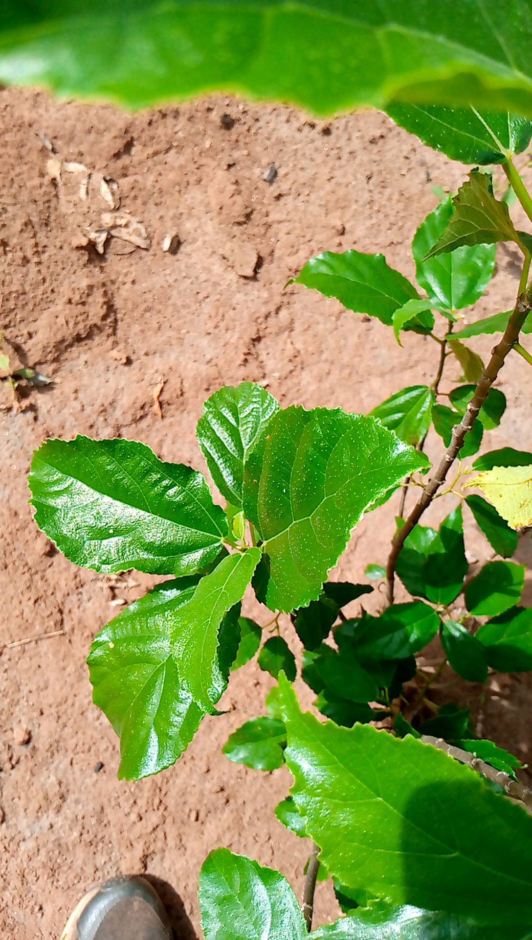 tree