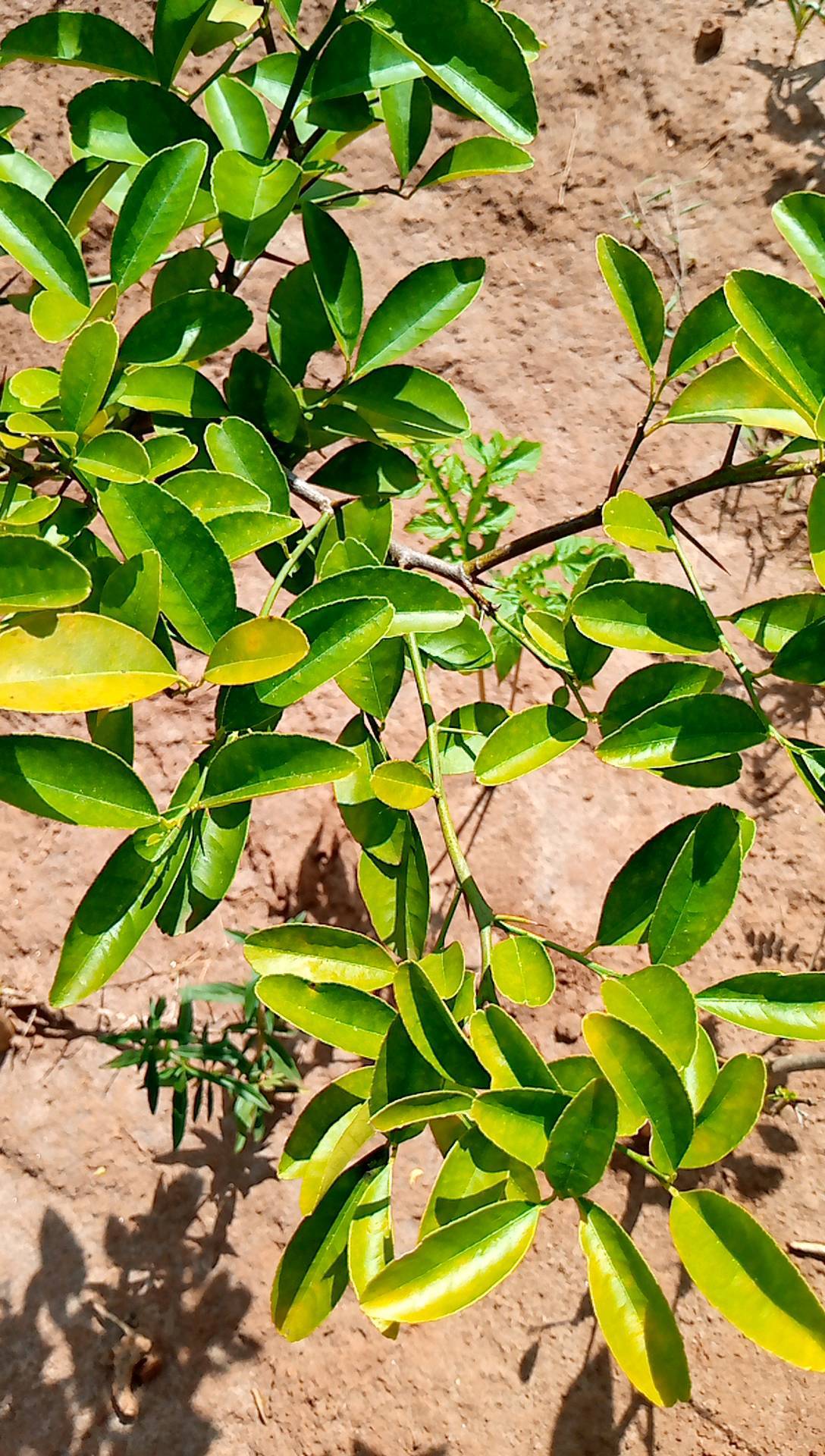 tree