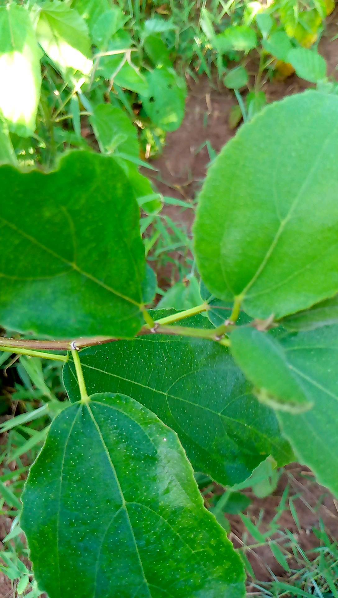 tree
