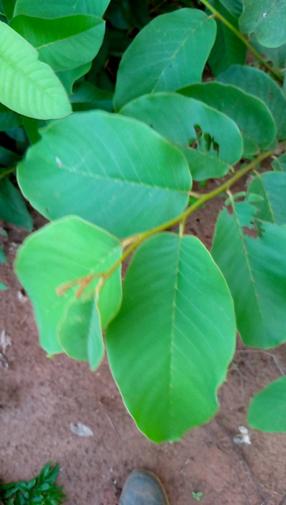 tree
