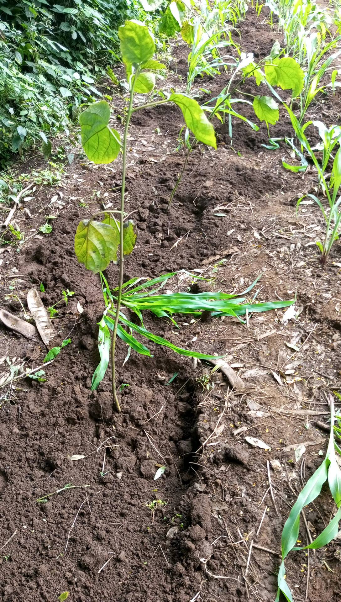 tree
