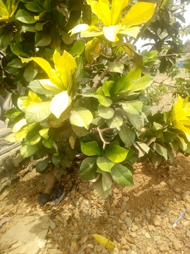 tree