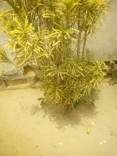 tree