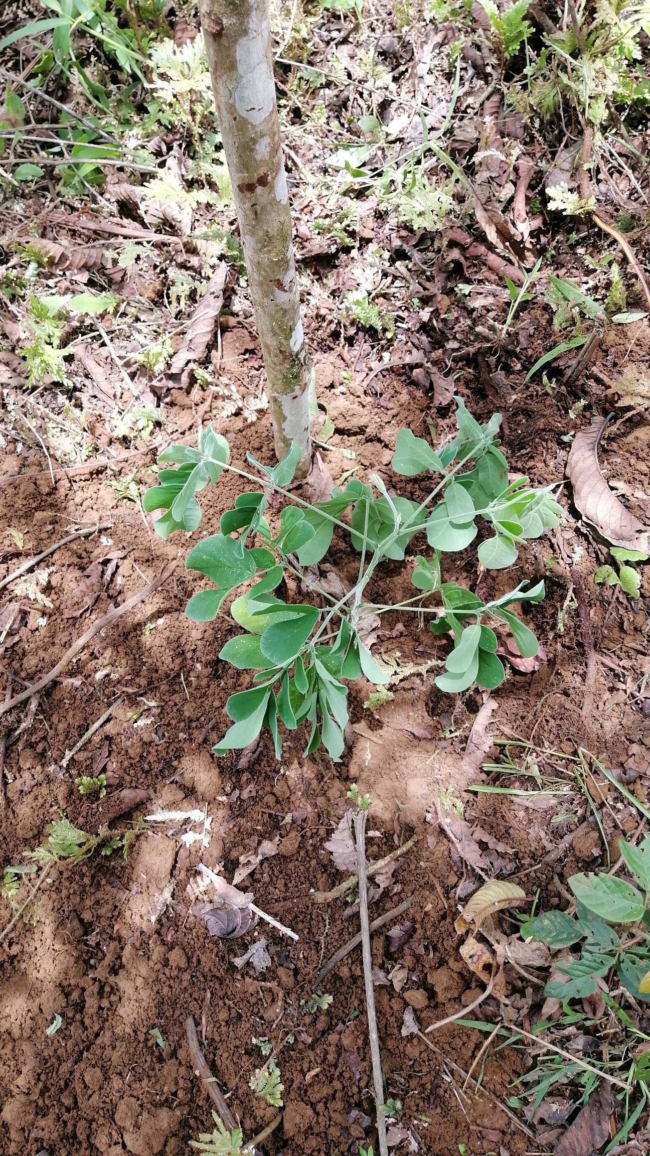 tree