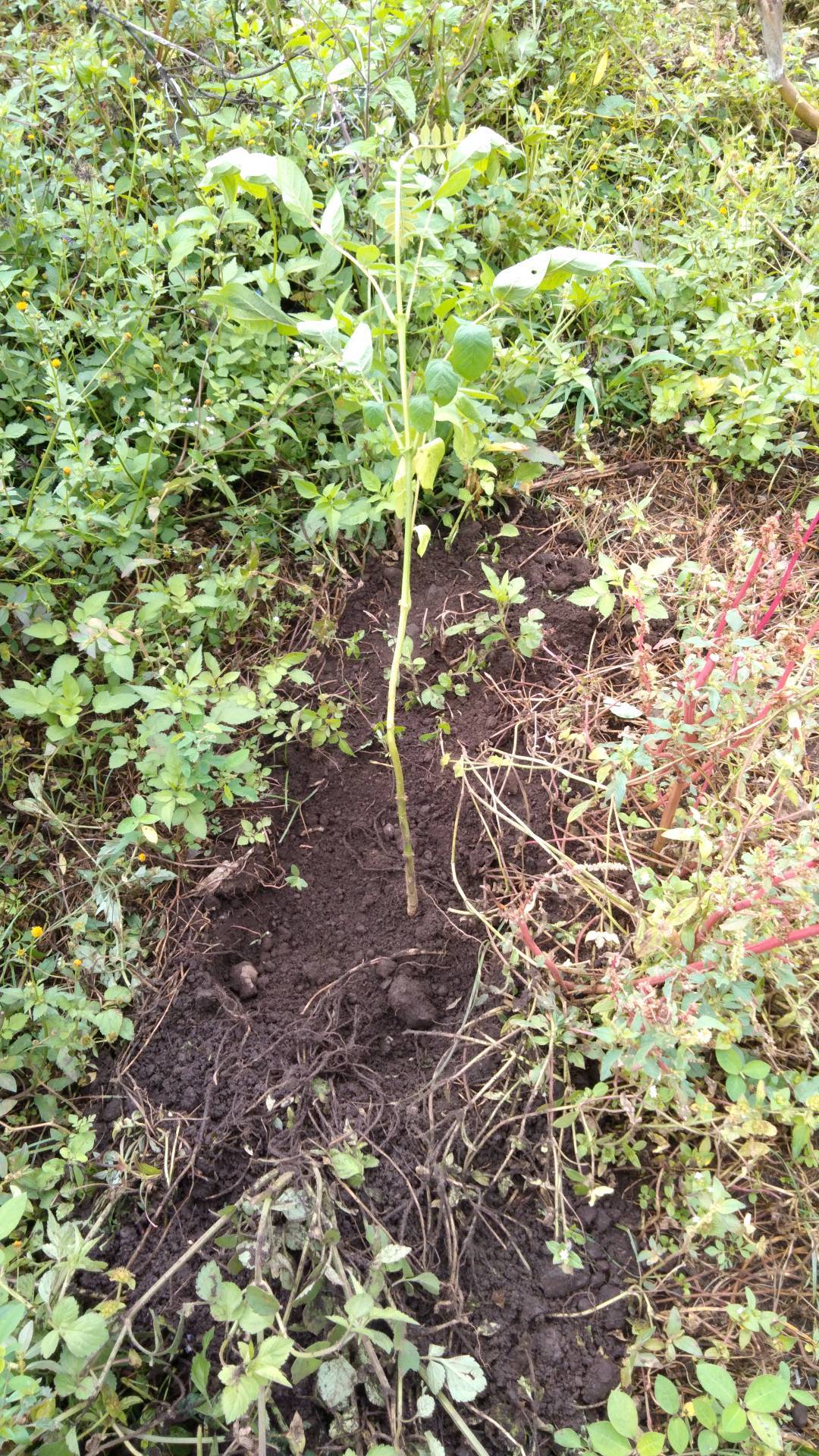 tree