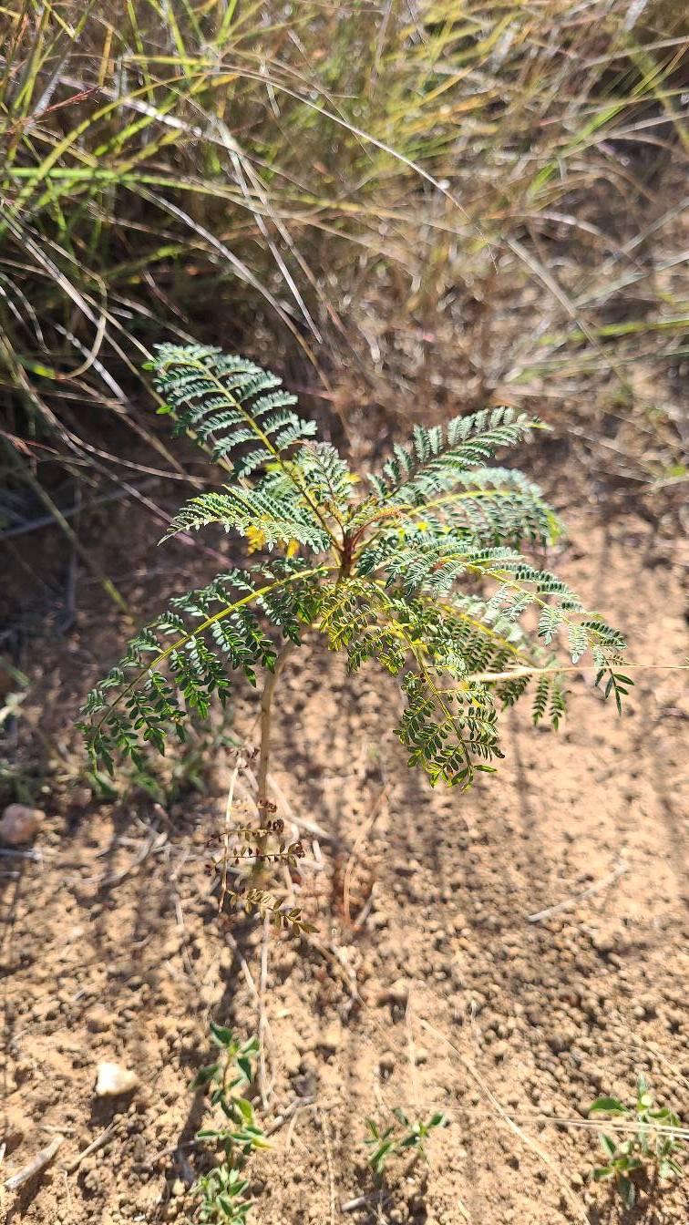 tree