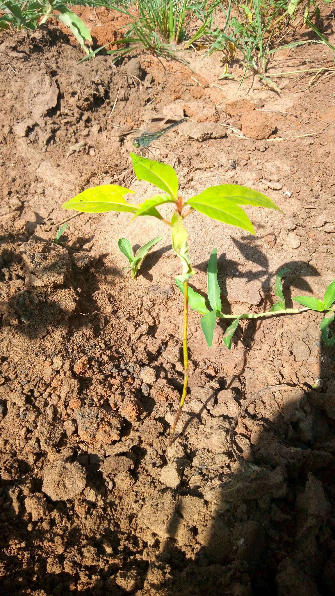 tree