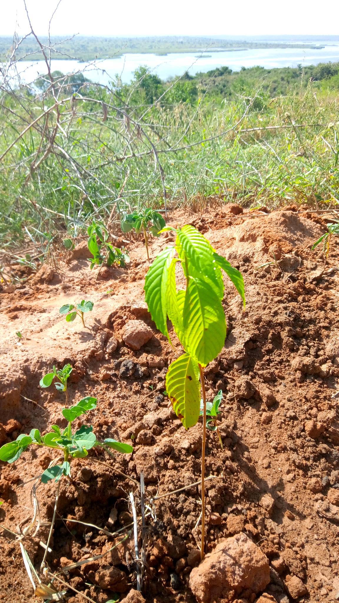 tree