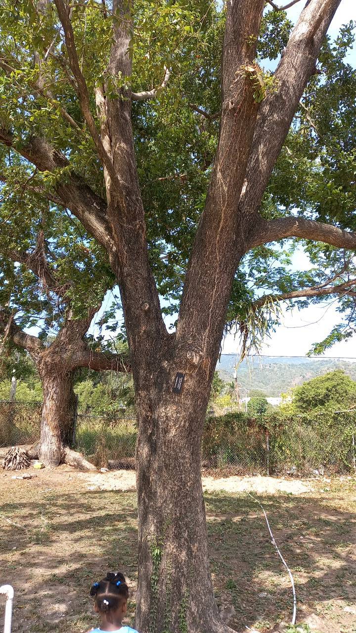 tree