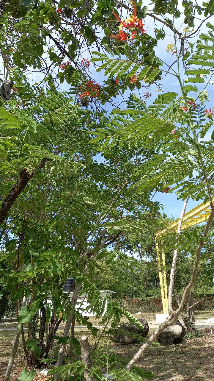 tree