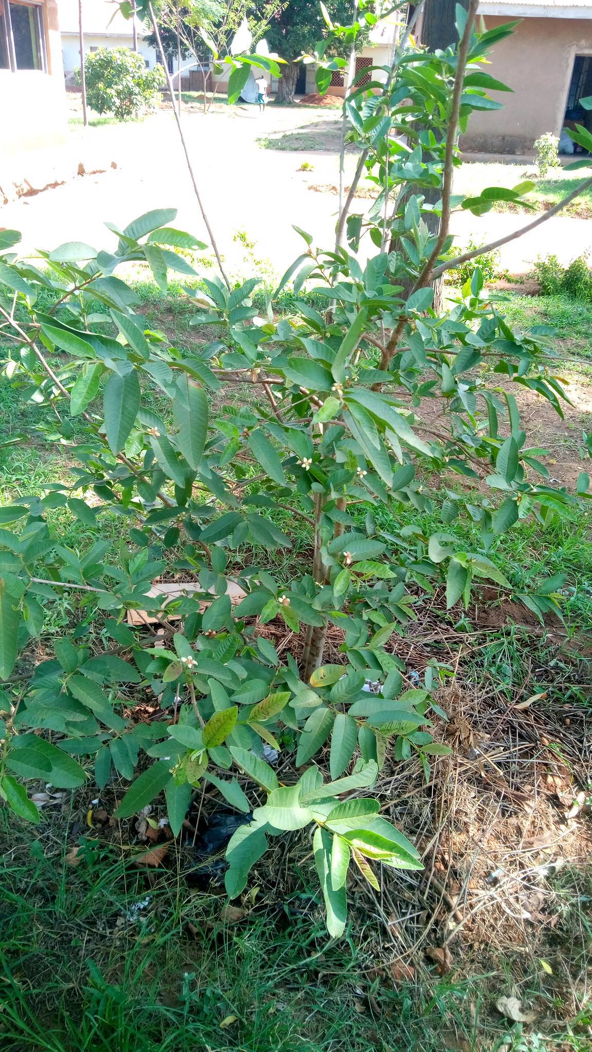 tree