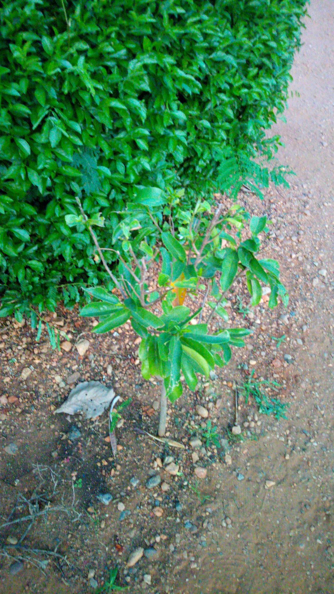 tree