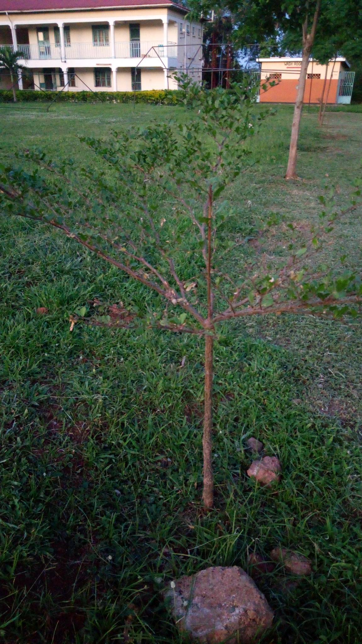 tree