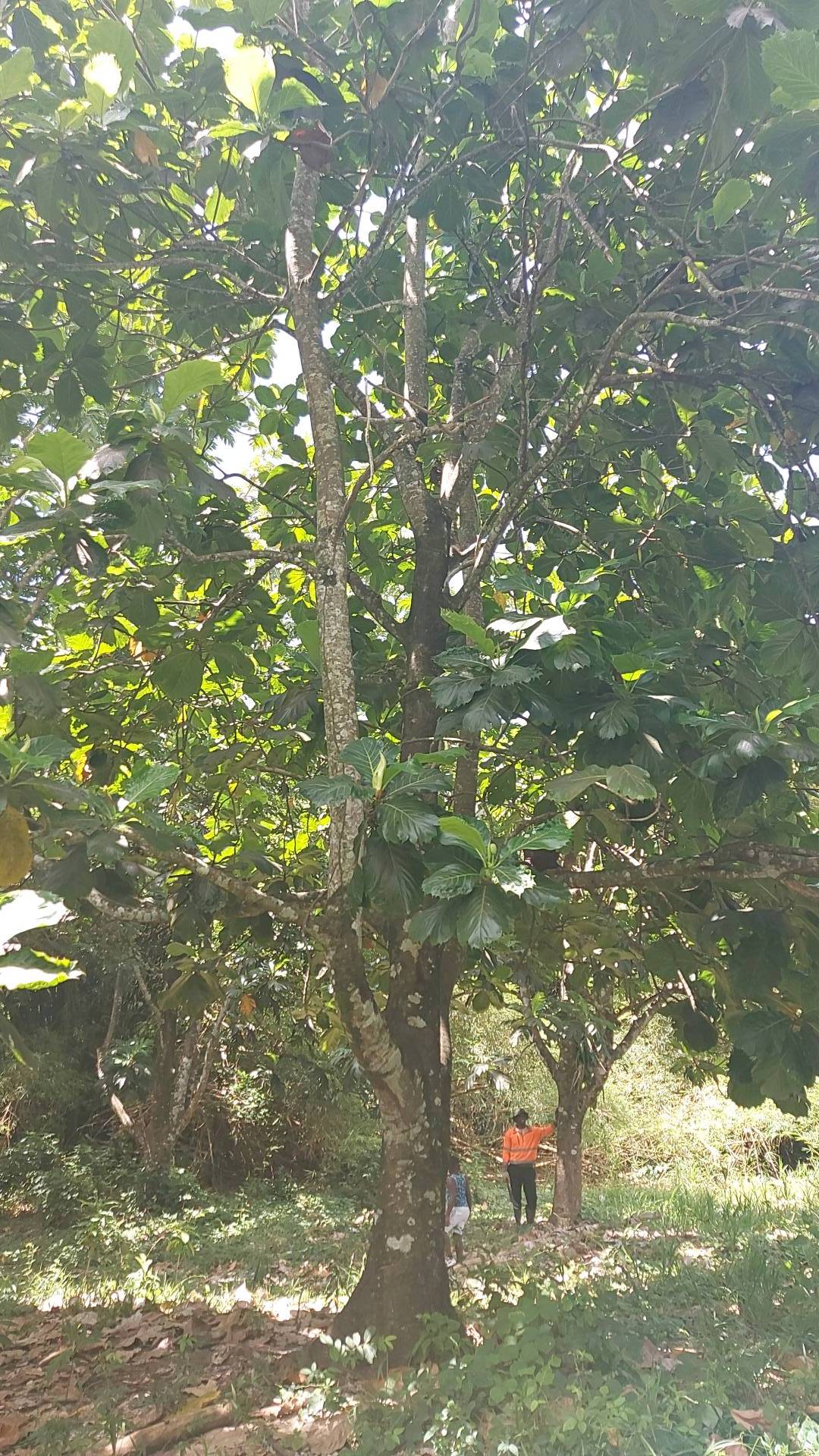 tree