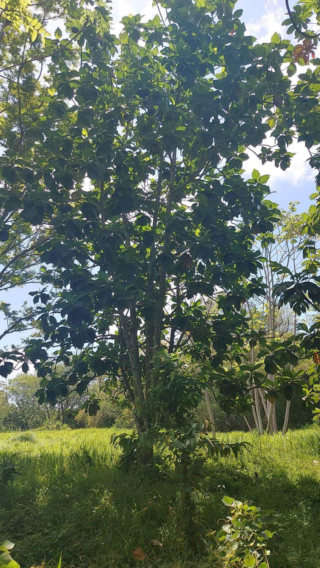 tree