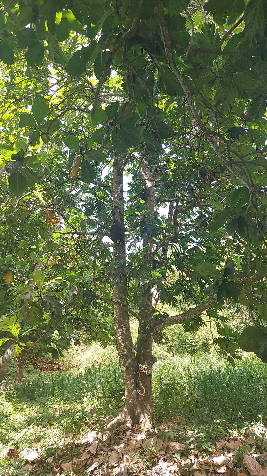 tree