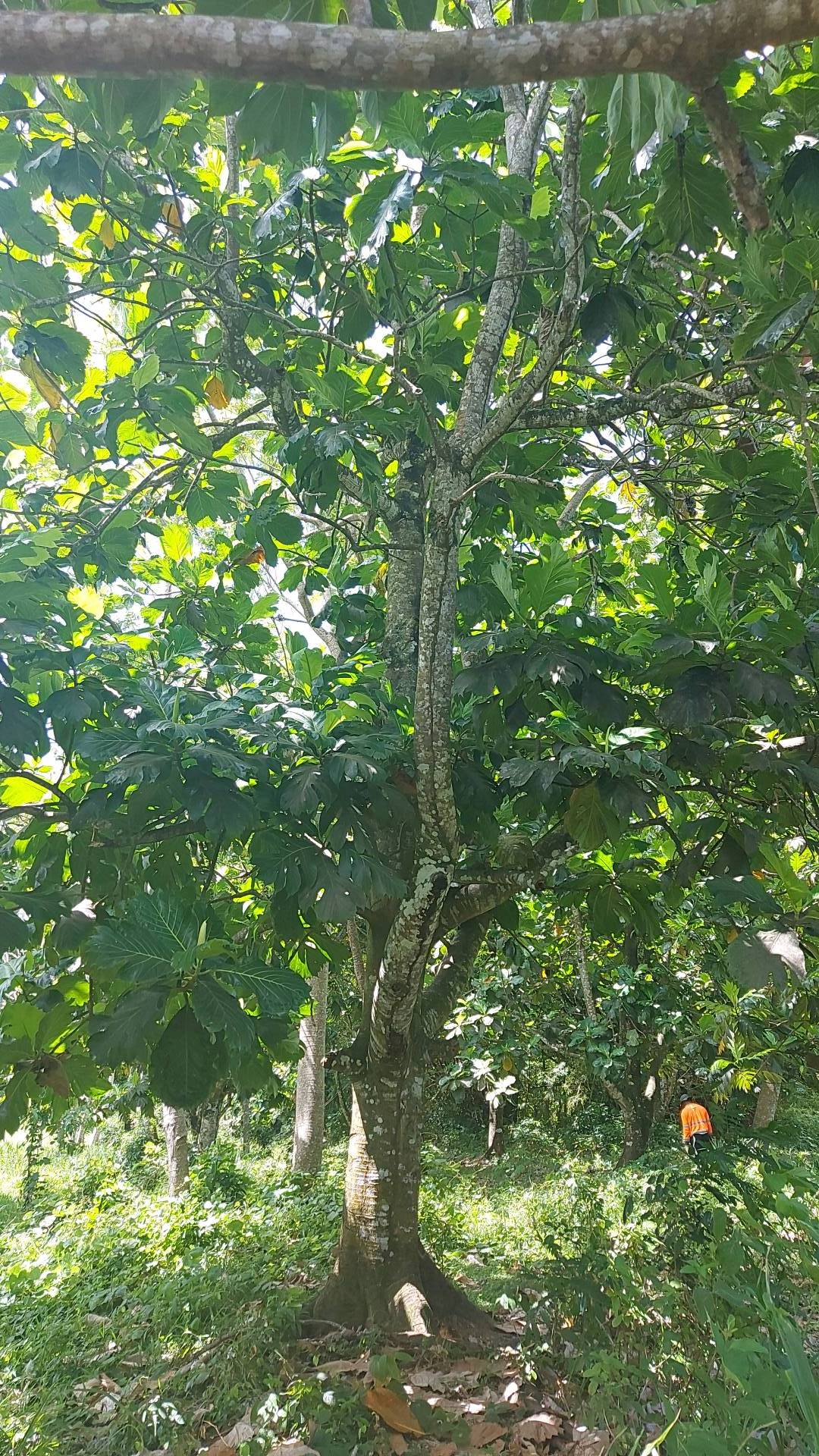 tree