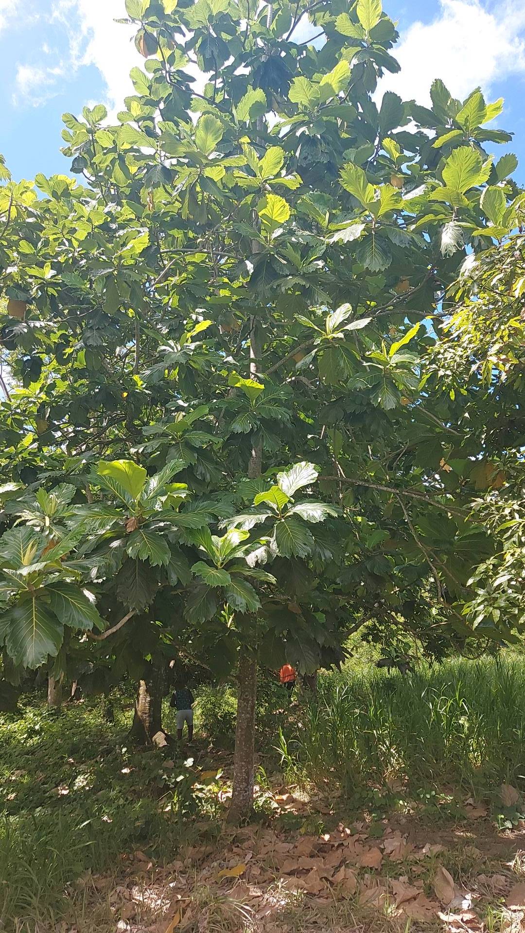 tree