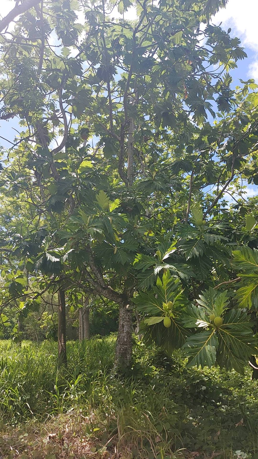 tree