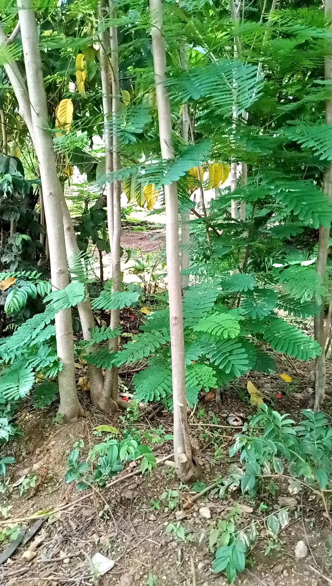 tree