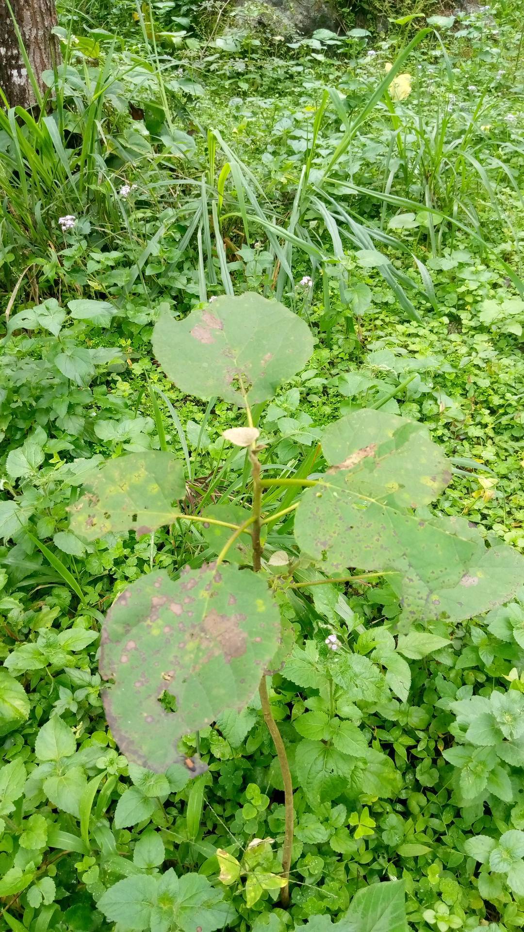 tree
