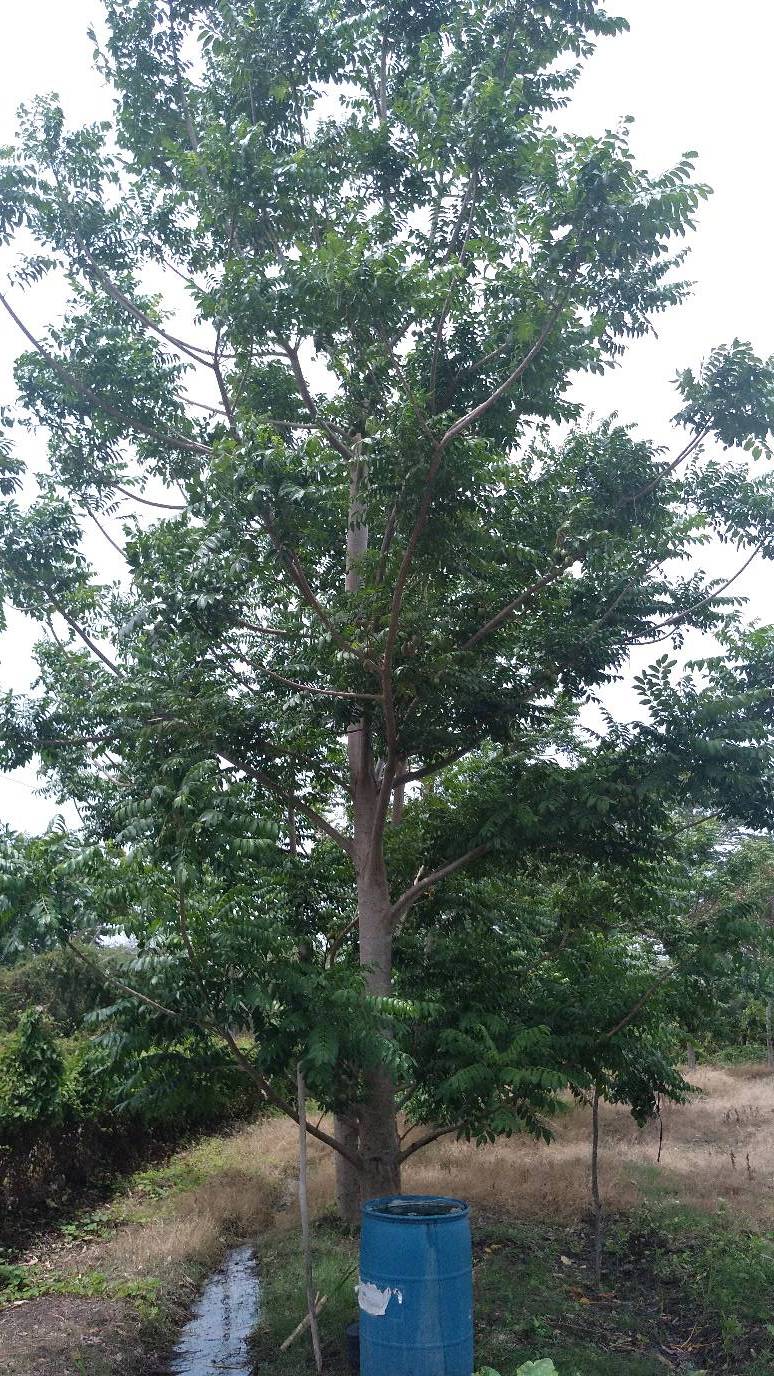 tree