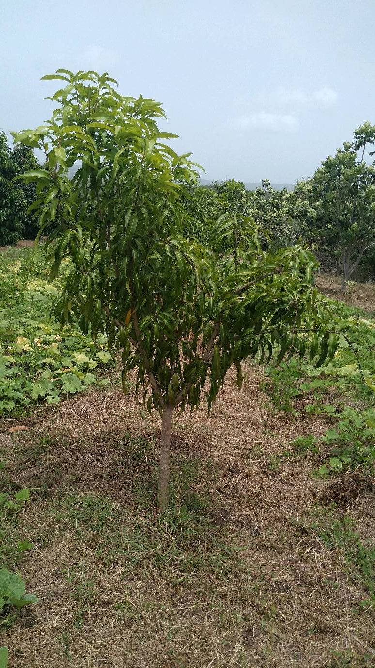 tree