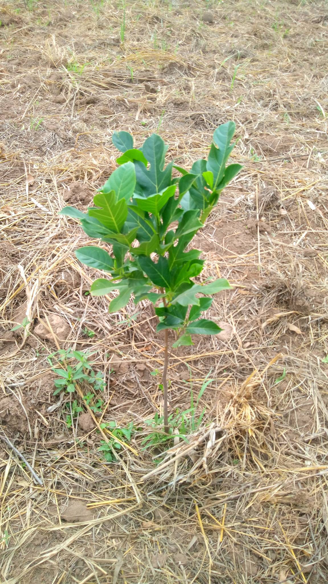 tree