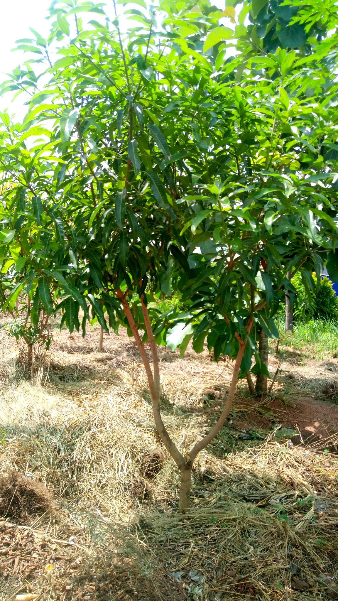 tree
