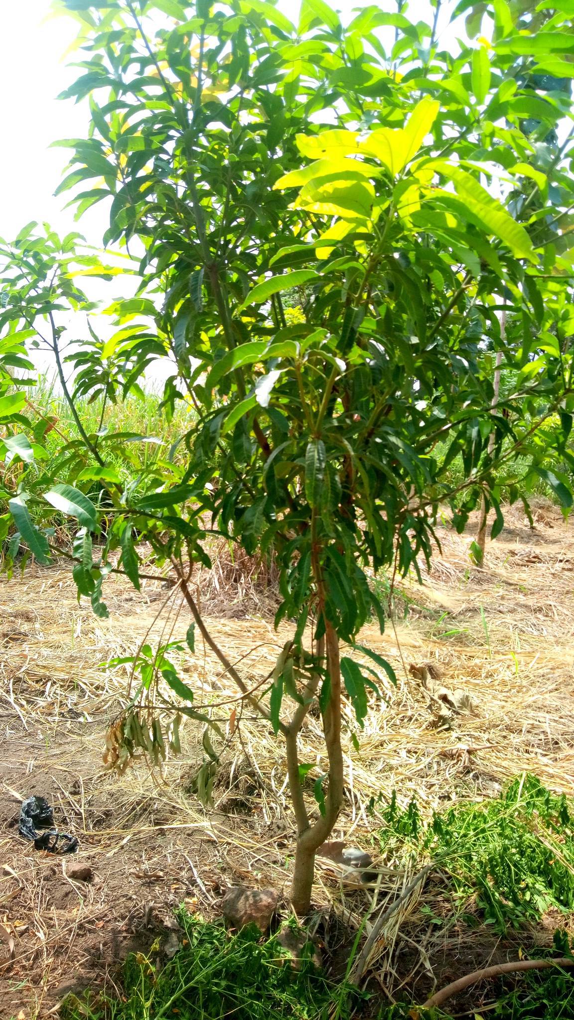 tree